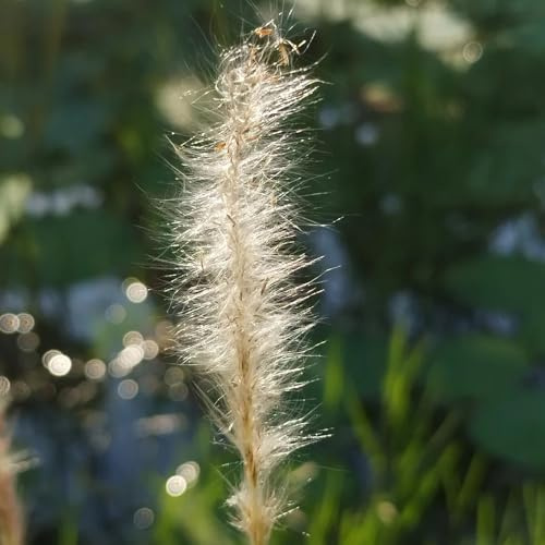 Semi di sanguinante giapponese, Imperata cylindrica, da giardino roccioso semi di ornamentale per aiuole rialzate per giardinieri 200pcs