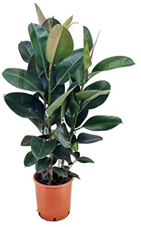 Plant in a Box - Ficus Elastica Robusta - albero della gomma - pianta d'appartamento che pulisce l'aria - Vaso 24cm - Altezza 75-100cm