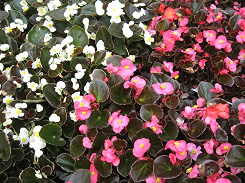 Semi fiori Begonia professionali multicolore colori misti Semillas Flores Begonia Graines Fleurs Bégonia Samen Blumen Begonie Seeds Flowers Begonia