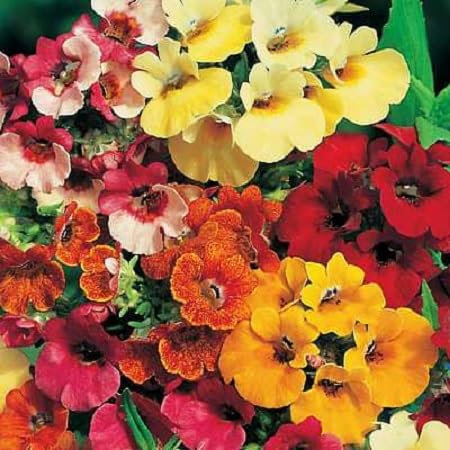 Graines de fleurs Nemesia 10pcs mélangées