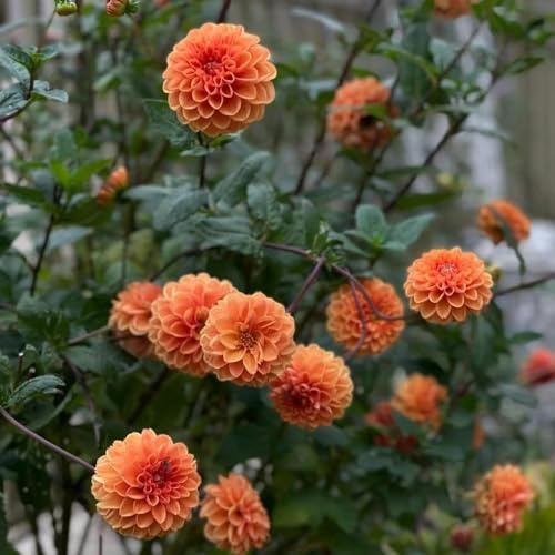 dahlien - Seltene serie - winterfeste für balkon, kräutersamen topfpflanzen draußen winterhart, stauden winterhart 600samen