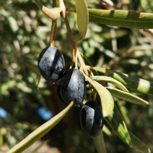 PIANTA DI ULIVO MELA *da mensa* in vaso 20/fitocella - età 2/3 anni (foto reali)