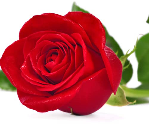 Climbing Rose Plants, 'Dublin Bay', 1 x Full Plant in 4 Litre Pot, Red Rose Bush, Garden Ready and Ready to Plant, Premium Quality Roses