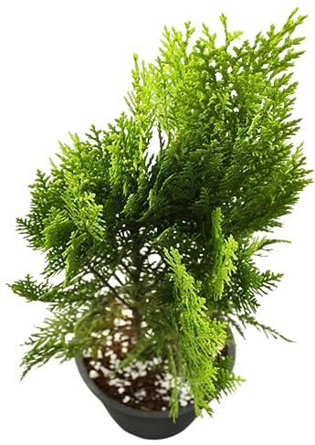 Thuja Natural Arbusto Resistente y Fácil de Cuidar Perfecto para Principiantes