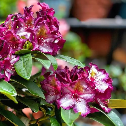 Semi di rododendro - semi di selvatici Rododendro - vecchie varietà semi di regali per gli amanti del giardino prodotti sostenibili decorazione da giardino per 85pcs