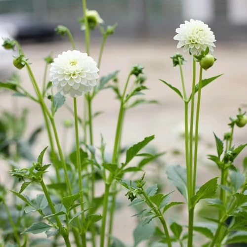 semi dalia - semi esotici dalia resistenti da giardino resistenti, balcone - Serie Rara perenne 250pz