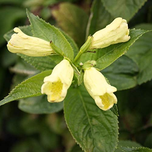 Goldweigelie, Weigela middendorffiana, gelbe Glockenblüten ca. 40-60 cm, Pflanze im 3 L Topf