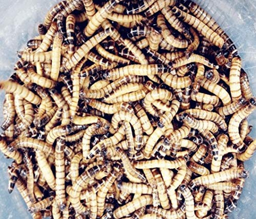 Sahawa® Zophobas XXL Mehlwürmer 500g Lebend Lebendfutter für Reptilien