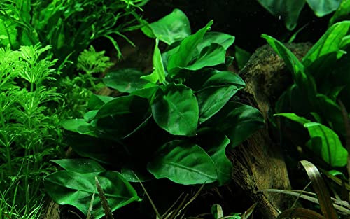 AquaOne Plante d'aquarium Anubias barteri nana I Plante aquatique Plante d'aquarium Porte-racine / rhizome entièrement enraciné Facile d'entretien Décoration d'aquarium