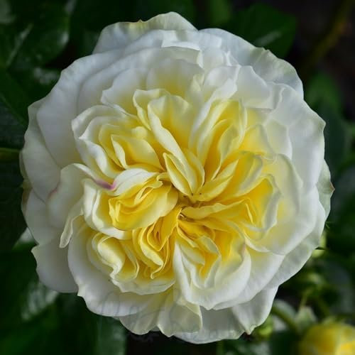 Peter Beales Roses Clarence House Climbing Rose, White-Yellow Blooms, Strong Fragrance, 360 cm Height