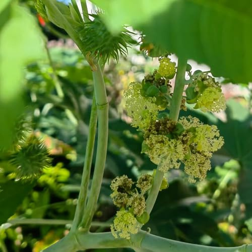 rizinus, bio alte sorten rizinussamen - kräutergarten indoor, balkonpflanzen gemüsepflanzen, kräuterbeet küchenkräuter heilkräuter 100samen