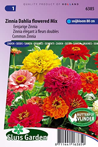 Zinnia Dahlia blommig mix – blomfrön | fantastiska dahlia-liknande blommor för iögonfallande trädgårdar