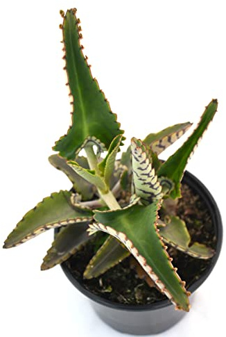 Kalanchoe Daigremontiana Planta Reconstituyente Recupera tu Equilibrio con Esta Planta Curativa