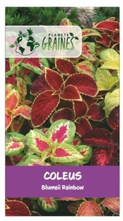 50 graines coleus blumei - vivace - plantes coloris mixtes - banzai