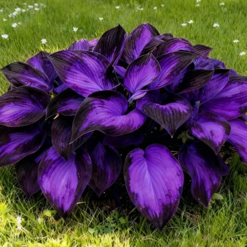 Funkien Wurzeln Mix – Grün- und Buntlaub für jeden Garten-8 Pflanze mit Wurzeln-g