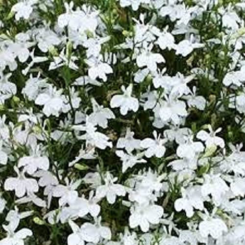 Lobelia Plants, Trailing Lobelia 'White', 20 x Full Plant Pack, Bedding Plants, Lobelias, Ideal for Hanging Baskets and Containers, White Lobelias, Garden Flowers, Garden Ready, Quality Flowers