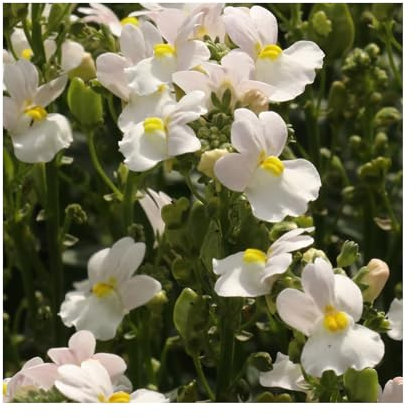 Nemesia Wisley Vanilla - 6 Starter Plants - Vibrant Bedding Plants. Ready for pots or Hanging Baskets Plants Online. Summer Garden
