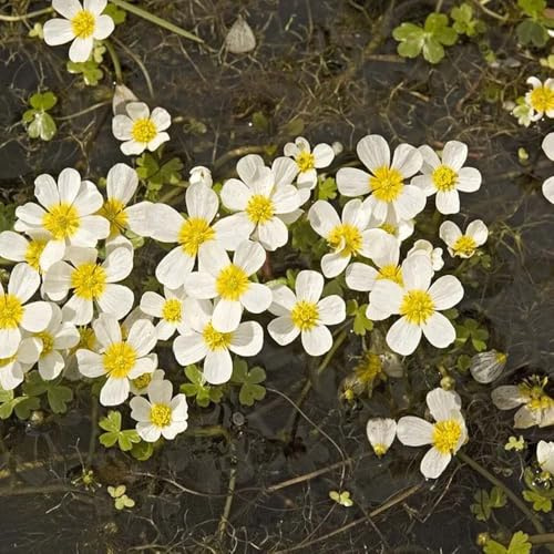 Ranunculus aquatilis garden steingartenpflanzen winterhart exotische stauden blumensamen winterhart wasserpflanzen teichpflanzen Seltene 800samen