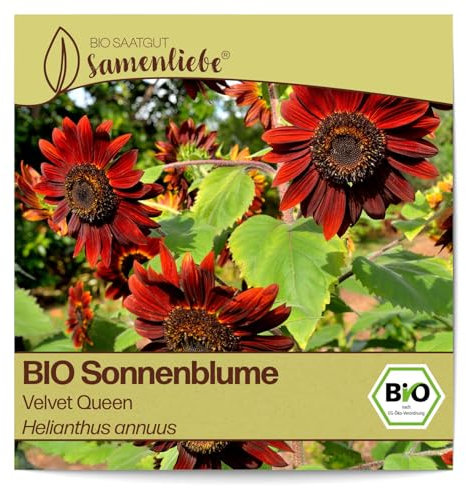 Samenliebe BIO Sonnenblumen Samen alte Sorte Velvet Queen 60 Samen samenfestes Blumen Saatgut für Garten Freiland und Balkon BIO Blumensamen