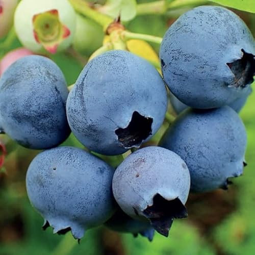 Myrtille Tardive Elliot 1L - Plante de Jardin, Arbres fruitiers - la Décoration Parfaite pour Votre Propriété - Pour les Débutants et les Jardiniers Professionnels