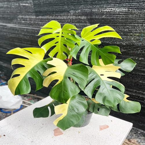 90 graines de plantes fraîches de Monstera