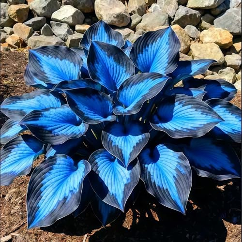 Sfuso Hosta Bulbi, piante perenni, Hosta Bulbi grande, Ambiente paesaggistico, Hosta in vaso, profumate, pianta Hosta(Non artificiali)-8 bulbi-A