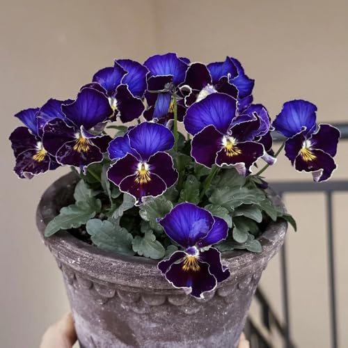 Semillas de violeta cornuda resistentes,Semillas de cortadas:muy amigables para las abejas y los insectos.400pcs