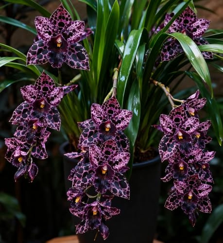 Bulbi di Cymbidium resistenti/Orchidee da esterno selezionate/ideali per la piantagione su balconi e per scopi ornamentali-3 Rhizome-G