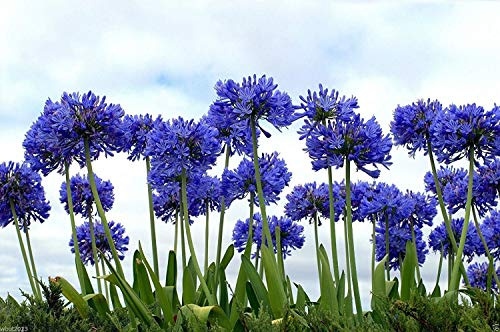 Farmerly Lily of the Nile, 20+ Samen Blumen, Blau afrikanische Lilie Agapanthus africanus