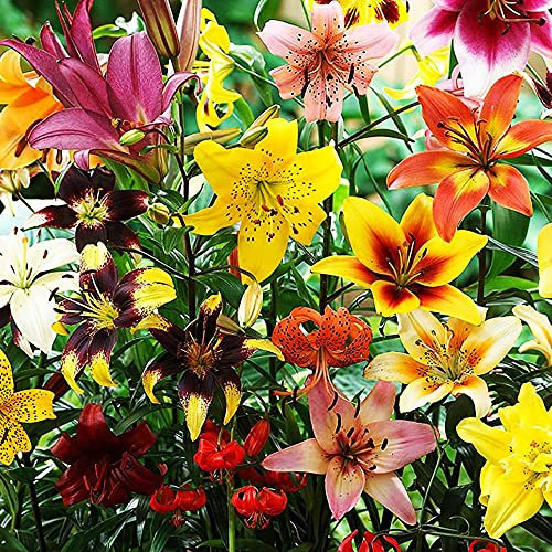 COOTO Garden 100x Lilien zwiebeln mix Blumenzwiebeln Lilien winterhart Garten pflanzen Lilium zwiebel Blühende pflanzen garten