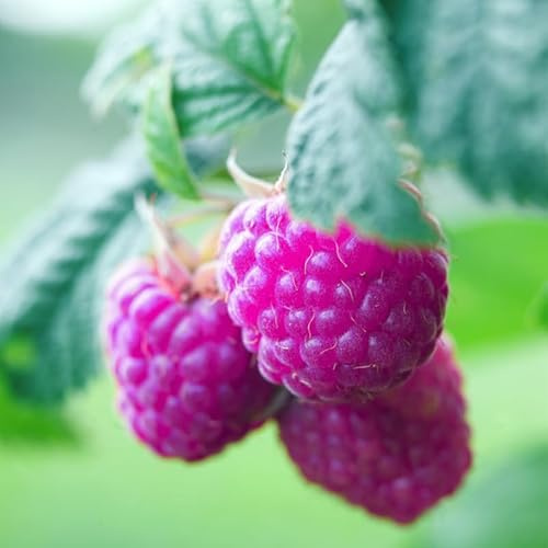 2 Raspberry Plants Live for Planting, Raspberry Bushes Live Plants 5 to 10 Inches Tall, Edible Berries Plant, Sweet Raspberry Fruit (Purple Raspberry)