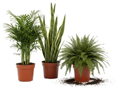 Green Harmony DECOALIVE Helecho, Chamaedorea y Sansevieria Plantas Naturales y Estéticas