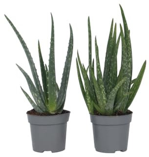 Plant in a Box - Aloe Vera - Set di 2 - Pianta d'appartamento - Succulenta - Vaso 10cm - Altezza 25-40cm