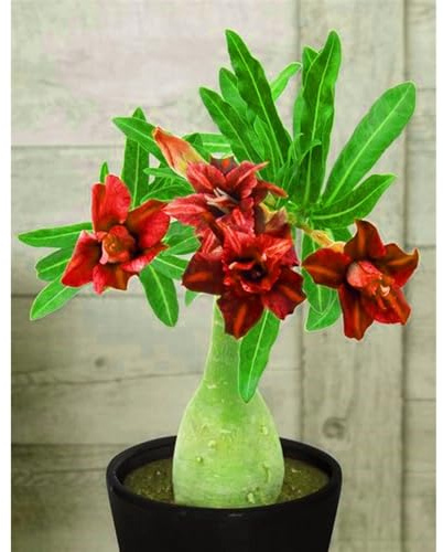 Adenium obesum bulbi,Piante perenni,Rosa del Deserto pianta vera,Tagliare,resistenti,Adenium obesum pianta,bulbi rosa del deserto(non artificiali)-1bulbi-B