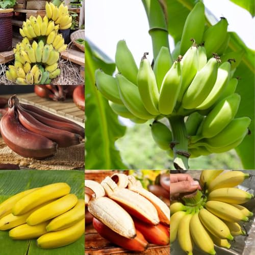 Semi di banano - comprare frutto colonnare resistente fresca semi rari da frutto serre da balcone di banana per esterni nani 85pcs