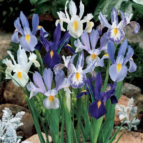 Blue and White Dutch Iris Bulbs for Planting (10 Bulbs)