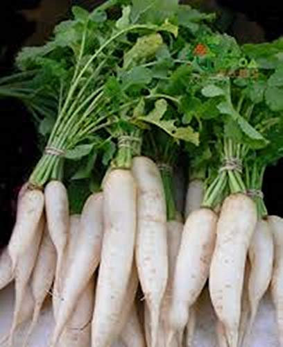 AGROBITS Graines Icicle Radis blanc Sosulka culture biologique légumes Heirloom russe