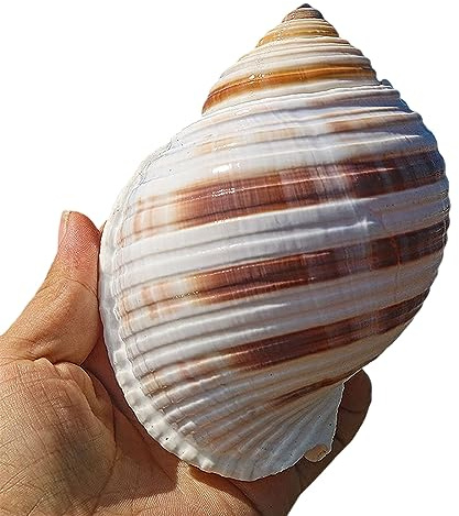 COYOUCO Grands Coquillages de Conques Naturelles - Idéal pour Fête à Thème de Plage, Décorations de la Maison, Bricolage, Aquarium, Plante d'Air - Taille M
