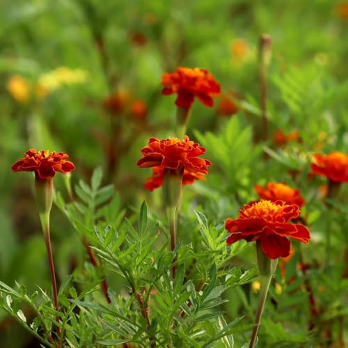 semi di calendula perenni, giardino balcone resistenti, esotiche 600pcs