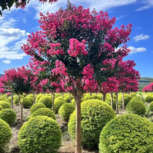 Kreppmyrte, blühende sträucher winterhart Lagerstroemia indica, winterharte für garten schnell wachsende sträucher herbstpflanzen 30Samen
