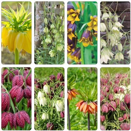 bulbi imperiale coronata di riverdimento di tetti esotici giardino 9pcs