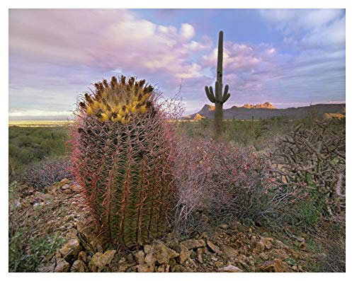 Artworks Italia Saguaro y Cactus de Barril Gigante, Parque Nacional Saguaro, Arizona-Paper Art-42 x 32 Pulgadas