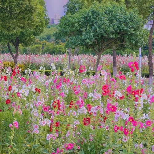 50 piezas malvarrosas perennes resistentes - semillas semillas de perennes resistentes, malva loca decorativa verano del jardin productos