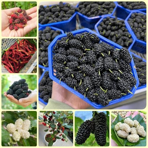 Comprar semillas de morera, semillas de jardín exóticas verdes variedades antiguas 450pcs