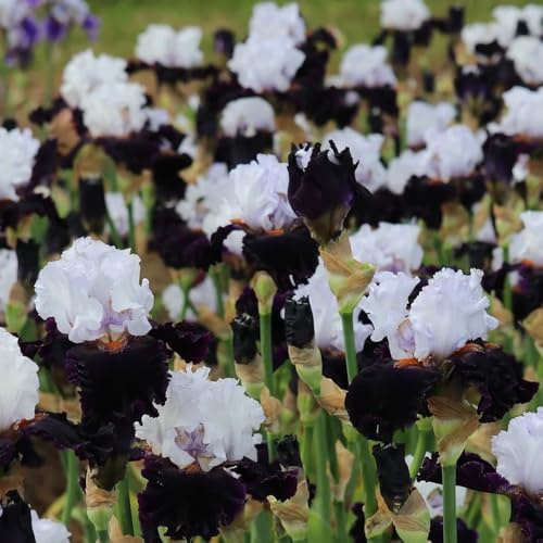 Bbulbos de iris, para decorar el balcón Los bulbos de son perennes resistentes regalos sostenibles decoraciones 8pcs