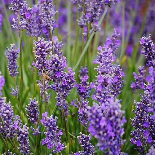 lavendelsamen gartenkräuter blumengarten kräuterbeet kräutersamen blumensamen blumensaat indoor kräutergarten schnittblumen sommerblumen topfpflanzen echt blumenwiese herbstaussaat 150samen