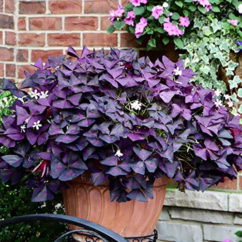 Resistente al invierno, muy exclusivo, fácil de cultivar, respetuoso con las abejas, multicolor de alto rendimiento. Cuidado fácil, -6 Oxalis -J