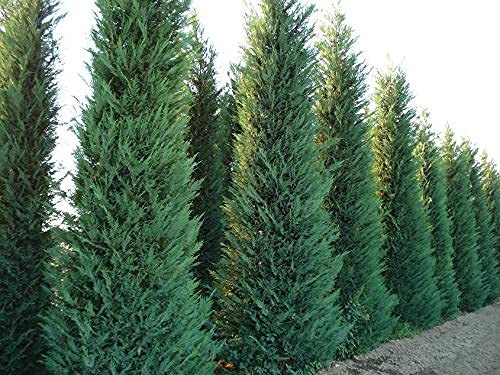 Cipresso di Leyland Cupressocyparis leylandii pianta da siepe in vaso bio ø8 cm h. 50/70 cm Vivaio di Castelletto