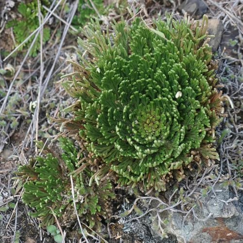 rose von jericho - outdoor winterharte stauden für pralle sonne blumenzwiebeln gewächshaus balkon mehrjährig 4zwiebeln