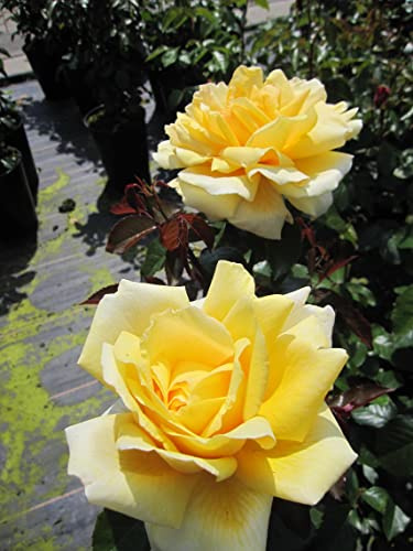 Rosa Winter Sun ® - Edelrose Winter Sun ® - Kordes Rose - Eleganza Kollektion